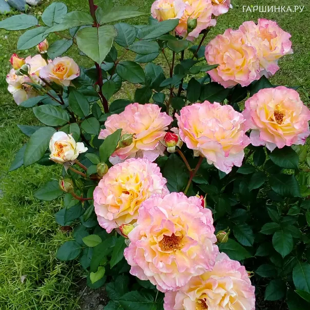 превью изображения отзыва