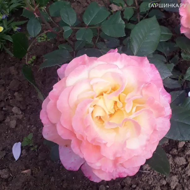 превью изображения отзыва