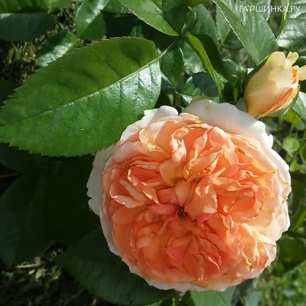 превью изображения отзыва