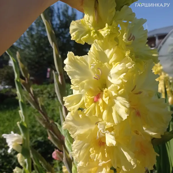 превью изображения отзыва