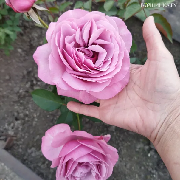 превью изображения отзыва