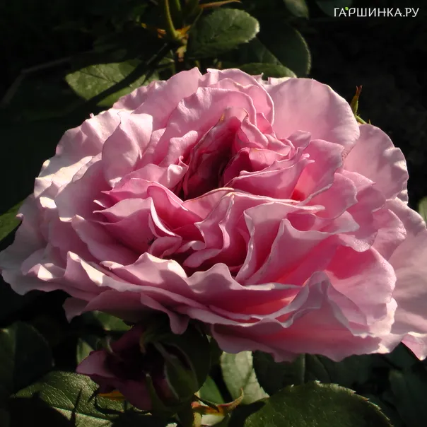 превью изображения отзыва