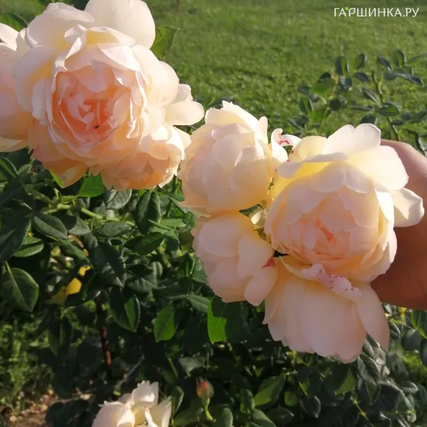 превью изображения отзыва