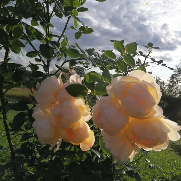 превью изображения отзыва