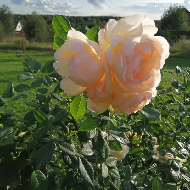 превью изображения отзыва