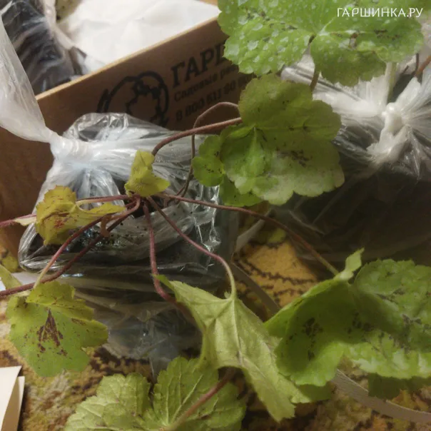 превью изображения отзыва