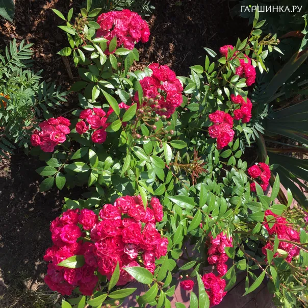 превью изображения отзыва