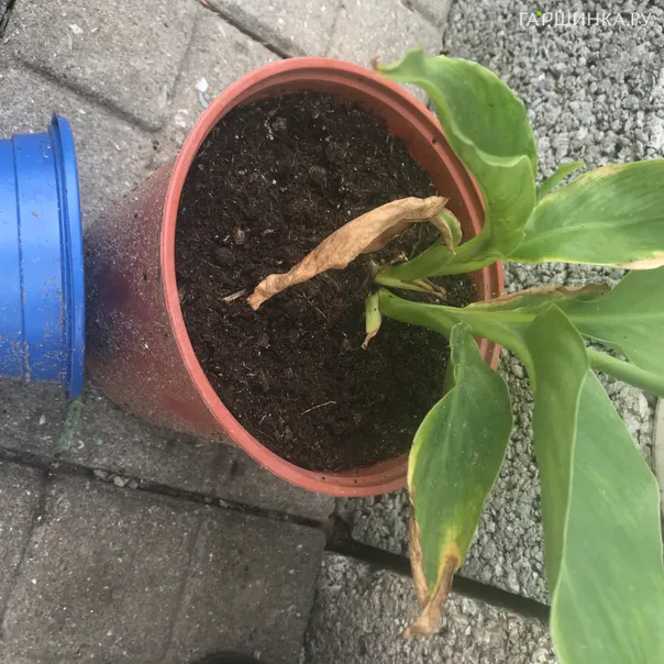 превью изображения отзыва