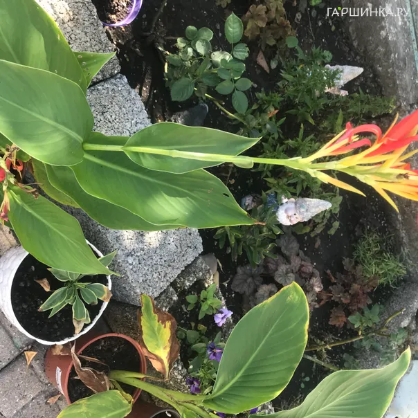 превью изображения отзыва