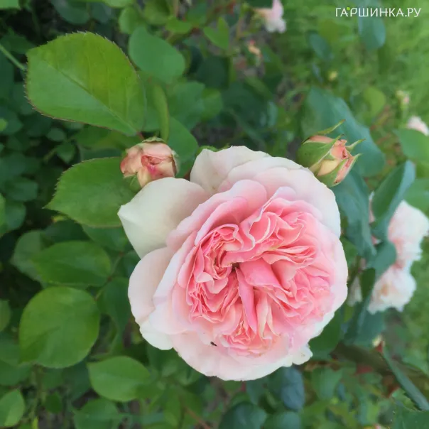 превью изображения отзыва