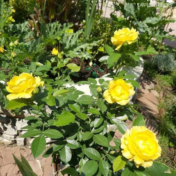 превью изображения отзыва