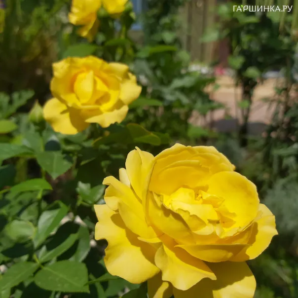 превью изображения отзыва