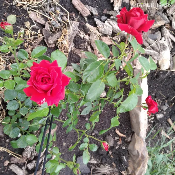 превью изображения отзыва