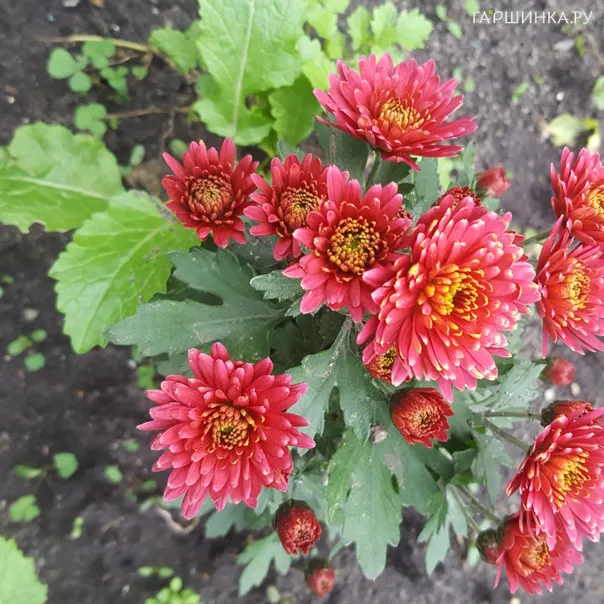 превью изображения отзыва