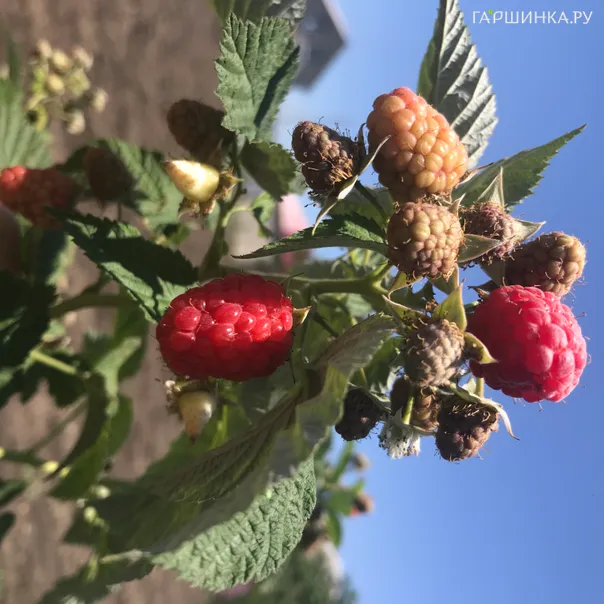 превью изображения отзыва