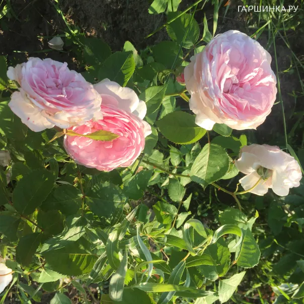 превью изображения отзыва