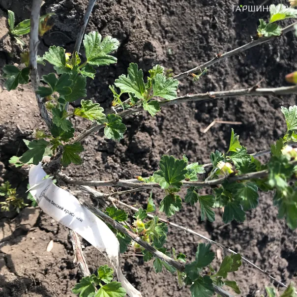 превью изображения отзыва