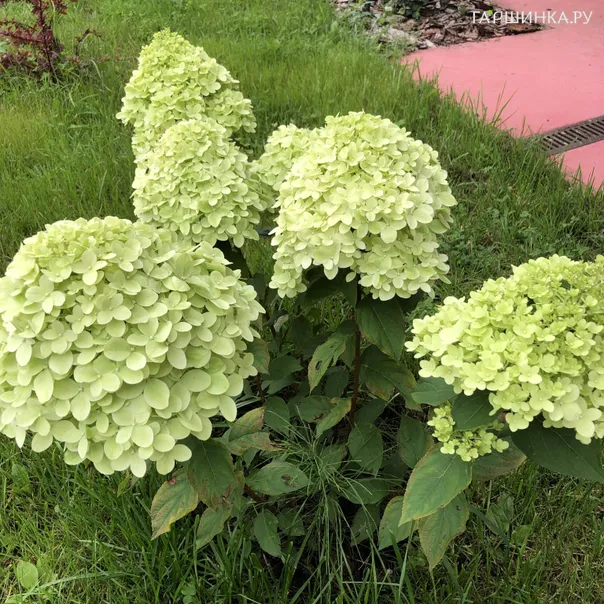 превью изображения отзыва