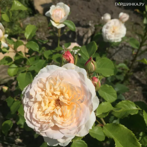 превью изображения отзыва