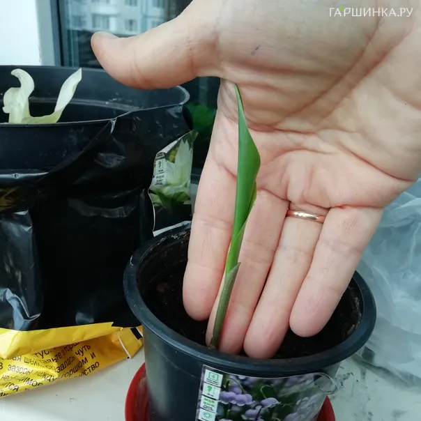 превью изображения отзыва