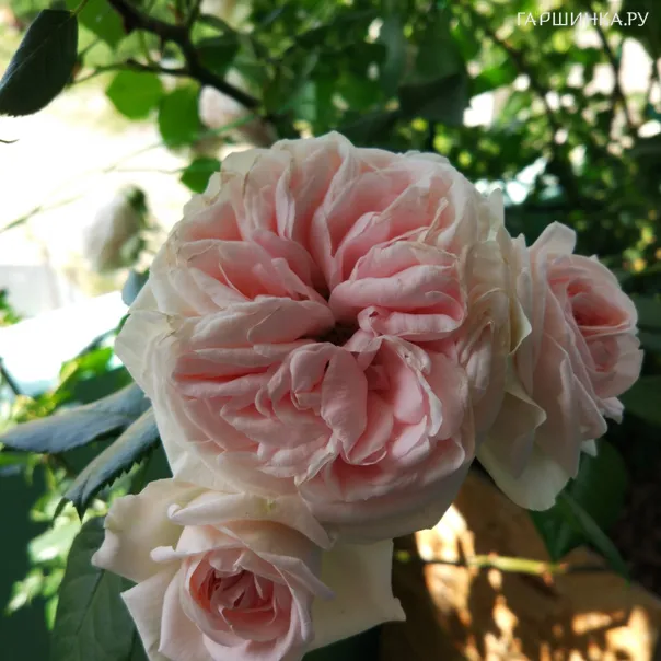 превью изображения отзыва