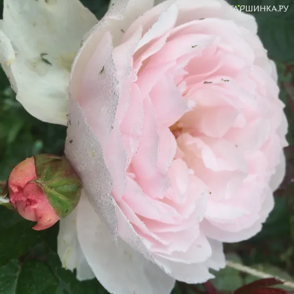 превью изображения отзыва