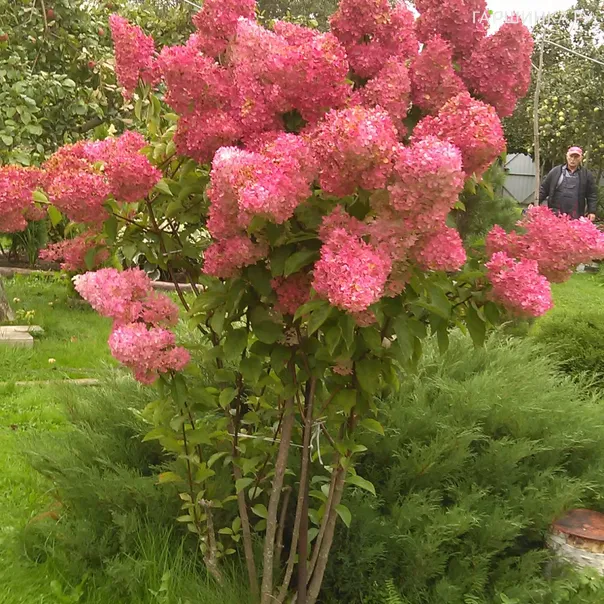 превью изображения отзыва