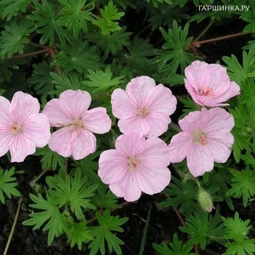 Герань садовая Стриатум