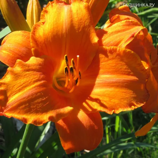 Лилейник Мауна Лоа