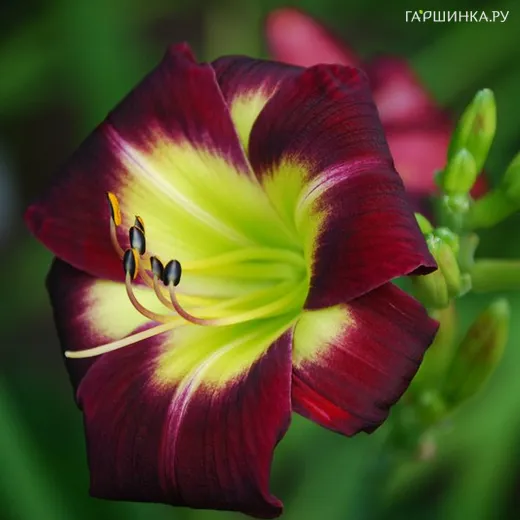 Лилейник Найт Бекон