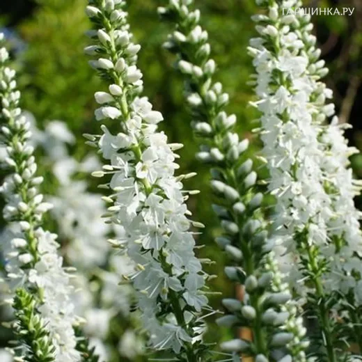 Вероника длиннолистная Шнееризин