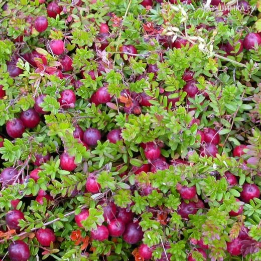 Клюква Пилигрим крупноплодная