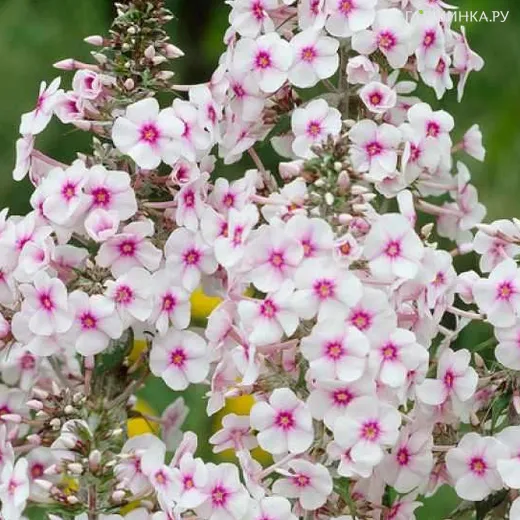 Флокс Дельта пирамидальный