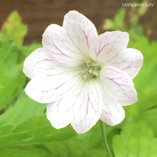 Герань садовая Тесс