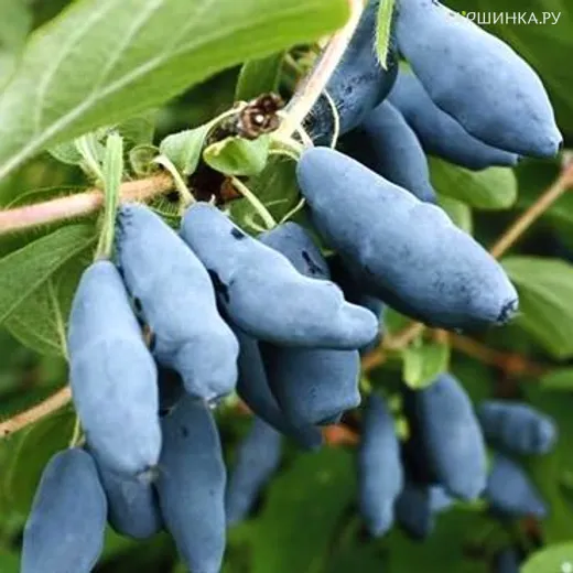 Жимолость Голубое веретено ранняя крупноплодная зимостойкая