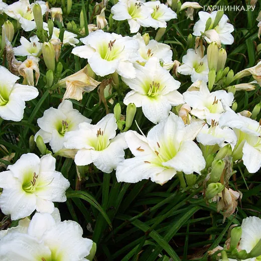 Лилейник Джентл Шеферд