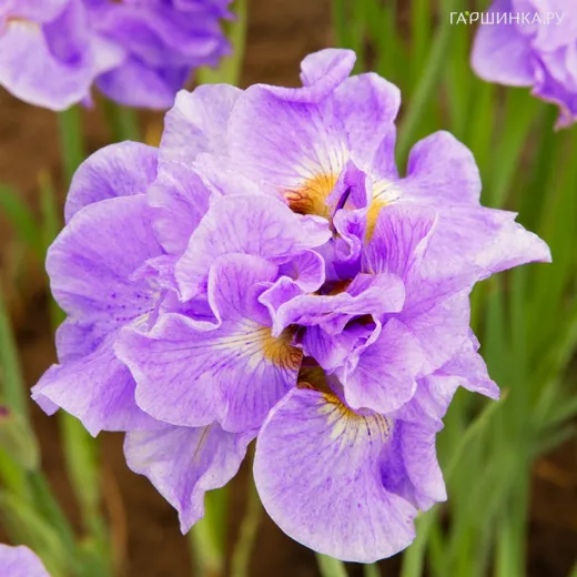 Ирис сибирский Хэвинг Фан