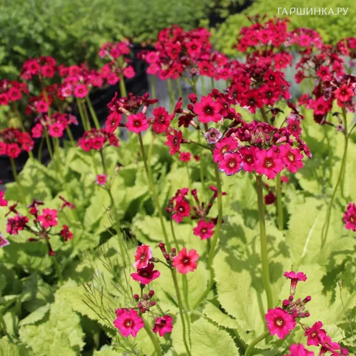 Примула японская Миллерс Кримсон