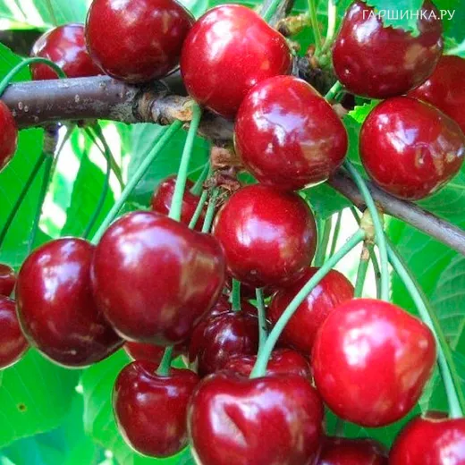 Черешня Теремошка