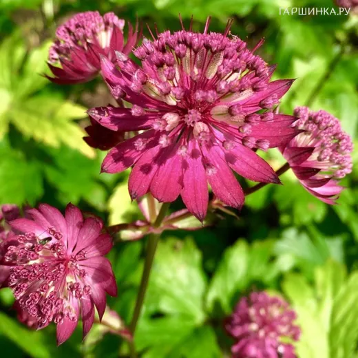 Астранция Рубра