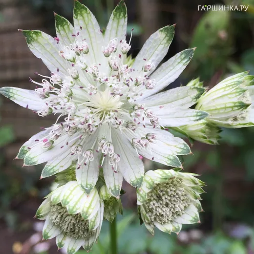 Астранция Шегги