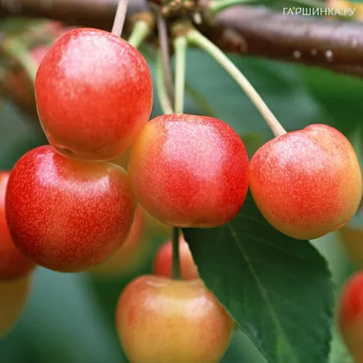 Черешня Гостинец крупноподная желтая