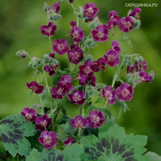 Герань темная Самобор