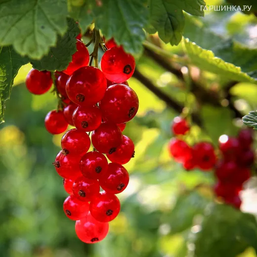 Смородина Рондом красная