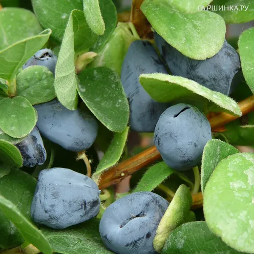 Жимолость Дуэт