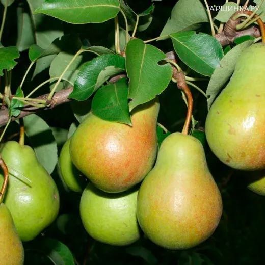 Груша Чижовская