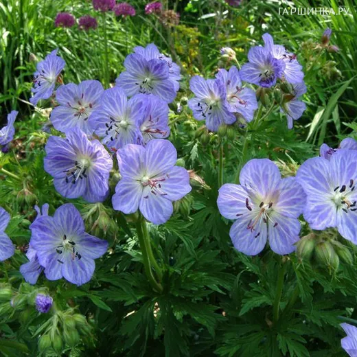 Герань Миссис Кендл Кларк