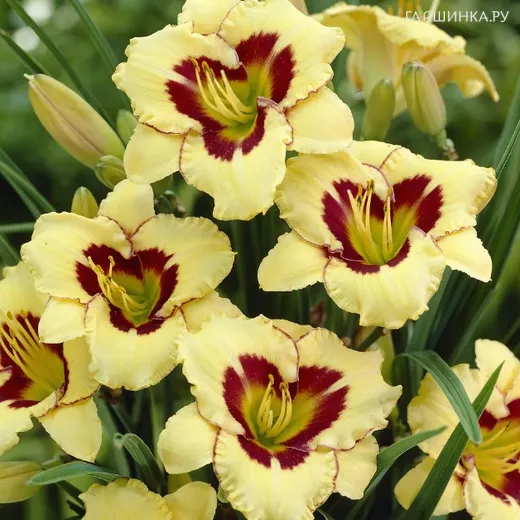 Лилейник Эль Десперадо