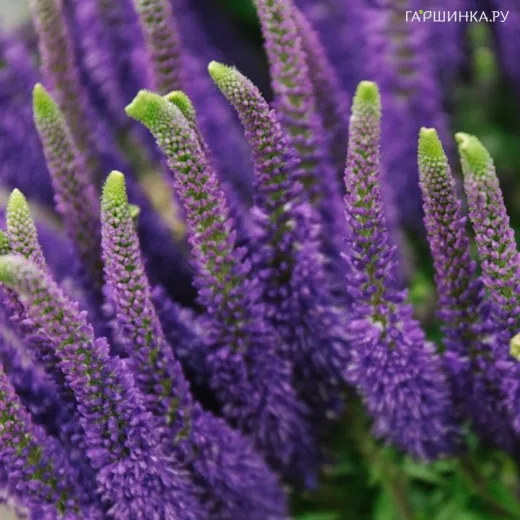 Вероника Пацифик Океан