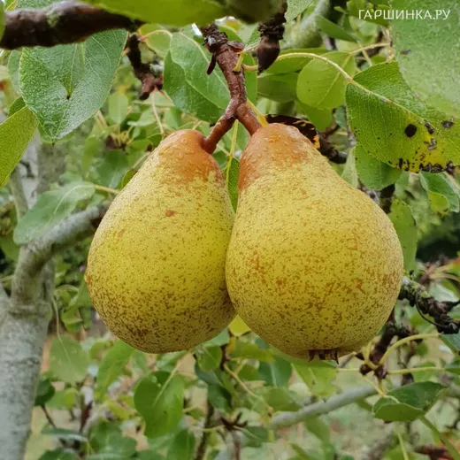 Груша Дюшес